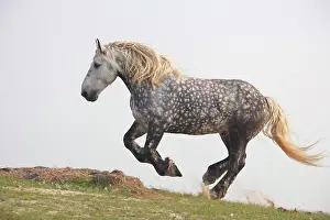 Bilder Datiert 9. März 2012: Percheron - Galopp auf Wiese.
