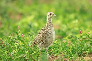 Young Bird Wildlife Photography Drucke: Pheasant (Phasianus colchicus) chick (Common)