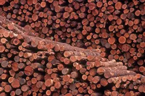 Forestry Industry Drucke: Pile of logs