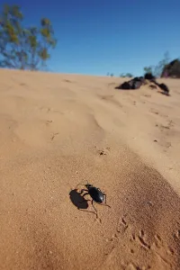 Ein Pinakatenkäfer (Eleodes spp)
