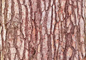 Pine Tree Bark Texture Drucke: Pine tree bark texture. Pine tree bark texture