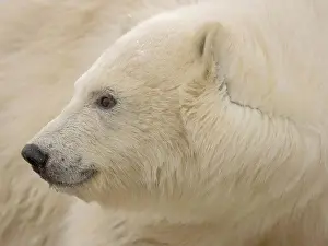 Polar Bear Cub Drucke: Polar Bear Cub Profile
