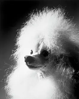 Vintage Dog Photography Drucke: Poodle