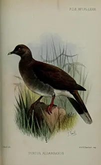 Drucke von Verhandlungen der Zoologischen Gesellschaft von London, London, Academic Press, Zeitschriften, Zoologie Fotorealistische Kunstwerke Drucke: Verhandlungen der Zoologischen Gesellschaft von London