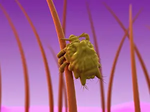 Drucke von Pubische Lusche Phthirus pubis, Computerkunstwerk Läuse Drucke: Pubische Lusche Phthirus pubis, Computerkunstwerk.