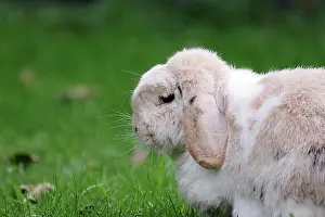 Central Europe Autumn Mood Drucke: Rabbit, ram rabbit, floppy ears