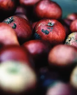 Fall Season Produce Drucke: Red apples