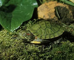 Reptilia Species Drucke: Red eared slider (trachemys scripta elegans)