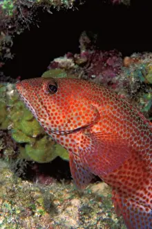 Caribbean Marine Life Drucke: Red grouper