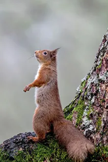 Red Squirrel Scotland Drucke: Red squirrel (Sciurus vulgaris) standing at tree base