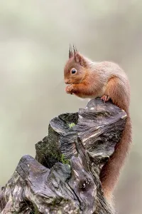 Rotfuchs (Sciurus vulgaris) auf Baumstamm