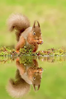 UK Rodent Species Drucke: Reflection of Red squirrel (Sciurus vulgaris) with hazelnut