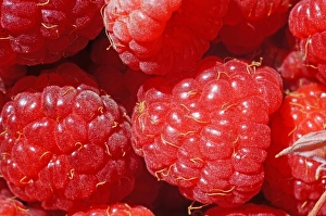 Fresh Fruit Background Drucke: Ripe raspberry as a background extreme close-up (macro)