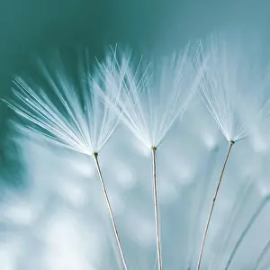 Drucke von romantische Dandelionblüte im Frühling, texturierte Hintergrund Juli Drucke: Romantische Dandelionblüte im Frühling, texture Hintergrund.