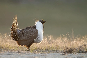 Washington State Animals Drucke: Sage Grouse, Centrocercus urophasianus