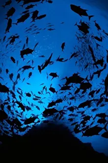 Marine Life In Mexico Drucke: School of Jacks
