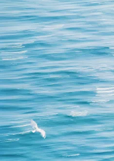 Peaceful Nature Photography Drucke: Seagull
