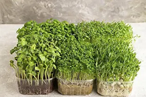 Kitchen Herbs Drucke: Set of boxes with microgreen sprouts of green basil