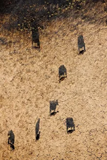 Schatten von Rindern, die auf einem Hügelgrün grasen
