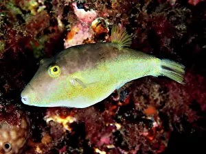 Gran Canaria Marine Life Drucke: Sharphead pufferfish (Canthigaster rostrata)