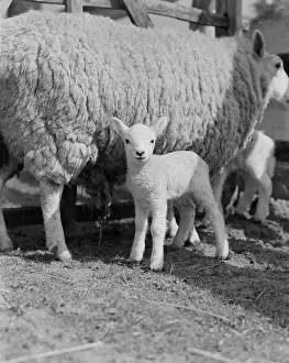 Sheep With Lambs Drucke: Sheep with lambs