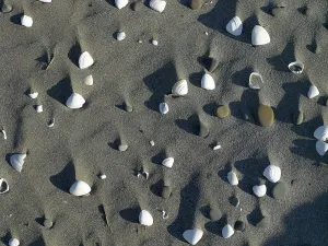 Beach Shells Drucke: Shells and pebbles on the sand