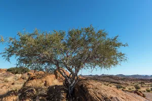 Horizontal Landscape Images Drucke: Shepherd's tree (Boscia albitrunca)