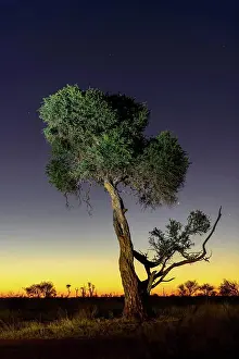 Baum des Hirten, Witgat, Mohlôpi