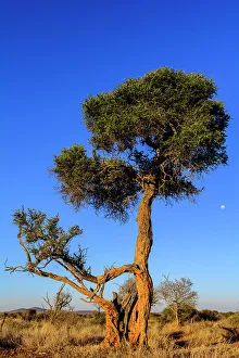 African Flora Drucke: Shepherd's tree, Witgat, Mohlpi