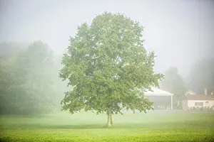 Drucke von Ein einzelner Baum in der Nebel Mai Drucke: Ein einzelner Baum in der Nebel.