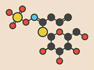 Drucke von Sinigrin-Glucosinolat-Molekül. Vorkommt in einigen kruisblütigen Gemüse (Brüsseler Sprösslinge, Brokkoli, schwarzer Senf usw.). Stilisierte Skelettformel (c' November Drucke: Sinigrin-Glucosinolat-Molekül