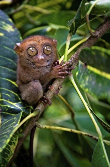 Exotic Wildlife Photography Drucke: Small monkey perched in tree