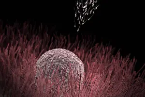 Drucke von Spermien, die sich einem Ei zu nähern, bevor die Empfängnis August Drucke: Spermien nähern sich einem Ei vor der Befruchtung.