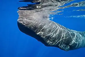 Caribbean Marine Life Drucke: Sperm whale, Physeter macrocephalus, Caribbean, Dominica, Central America
