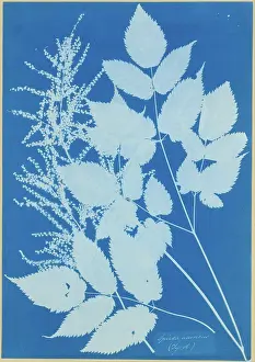 Anna Atkins Cyanotype Drucke: Spiraea aruncus (Tyrol)