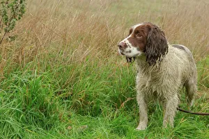 European Game Birds Drucke: Springer Spaniel at Pheasant shoot