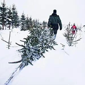 Winter Landscape Drucke: Spruces