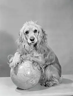 Black And White Dog Drucke: Studio shot of Cocker Spaniel with globe