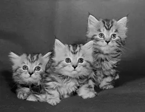 Full Length Cat Photos Drucke: Studio shot of three kittens