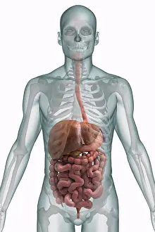 Drucke von Stilisierter Vorderansichtszeichnung des Verdauungssystems und der Knochen des oberen Körpers August Drucke: Stilisierter Vorderansicht des Verdauungssystems und der Knochen des oberen Körperteils.