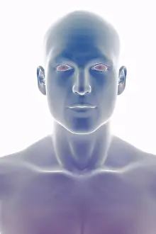 Human Head Anatomy Drucke: Stylized front view of the surface anatomy of the head and neck