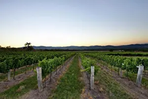 Vineyard Sunset Drucke: Sun setting over hills behind Vineyard