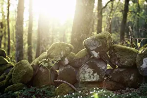 Moss Covered Stone Drucke: Sunlight falling on stone covered in moss