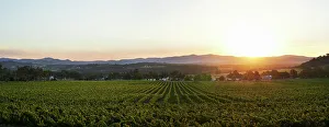 Vineyard Sunset Drucke: Sunset over Vineyard