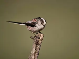 Drucke von Tailmis Vogel Drucke: Tailmis