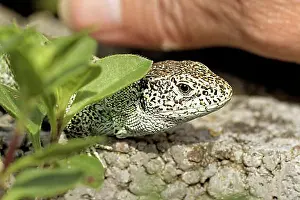 Lacerta Agilis Drucke: Tame Sand Lizard