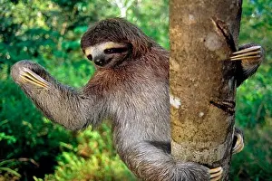 Drucke von Drei-Zeigefinger-Tangare hängt an einem Baum Dreizehenfaultier Drucke: Drei-Zehnfinger-Tangare hängt an einem Baum.