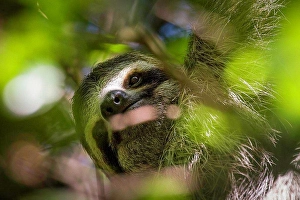 Brown Throated Sloth Drucke: A three-toed sloth hides among the canopy leafs