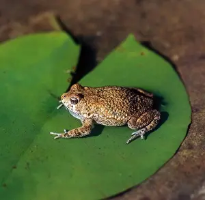 African Wildlife Photos Drucke: Toad - African (Bufo regularis) sitting on lily leaf calling, South Africa