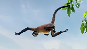Black Handed Spider Monkey Drucke: Tree acrobats